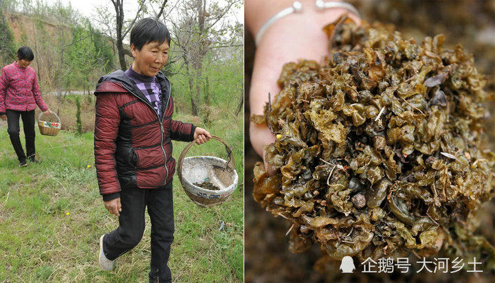 �r(n��ng)���зNʳˎ����Ұ��������  ��̫ꖾ���ʧ